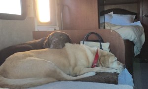 Daisy is taking it all in stride...Bella is beside herself (and always beside Daisy.)